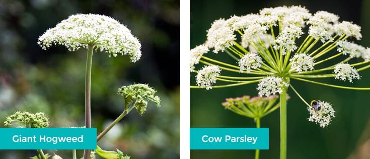 hogweed-cow-parsley